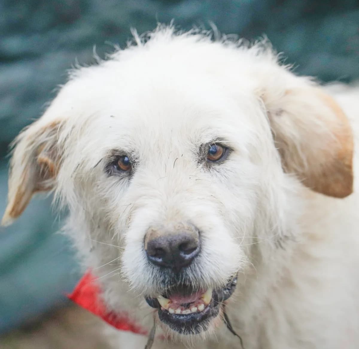 8. Zeus – der Kindskopf ❤️, male 7yo Mixed Breed for adoption at Salvate Canes e.V., Alfeld