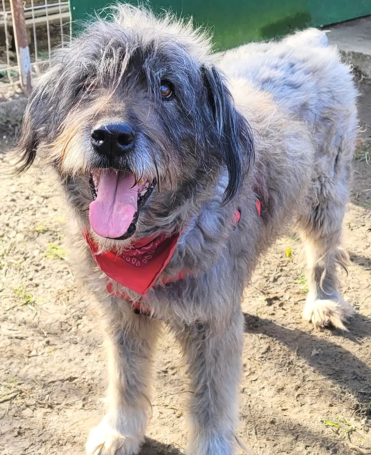 32. Bartholomea 💝, female 7yo Mixed Breed for adoption at Salvate Canes e.V., Alfeld