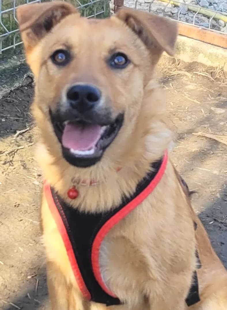 6. Samia, female puppy Mixed Breed for adoption at Salvate Canes e.V., Alfeld