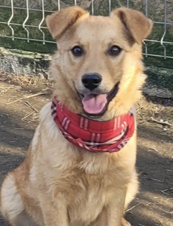 9. Syra, female Mixed Breed for adoption at Salvate Canes e.V.