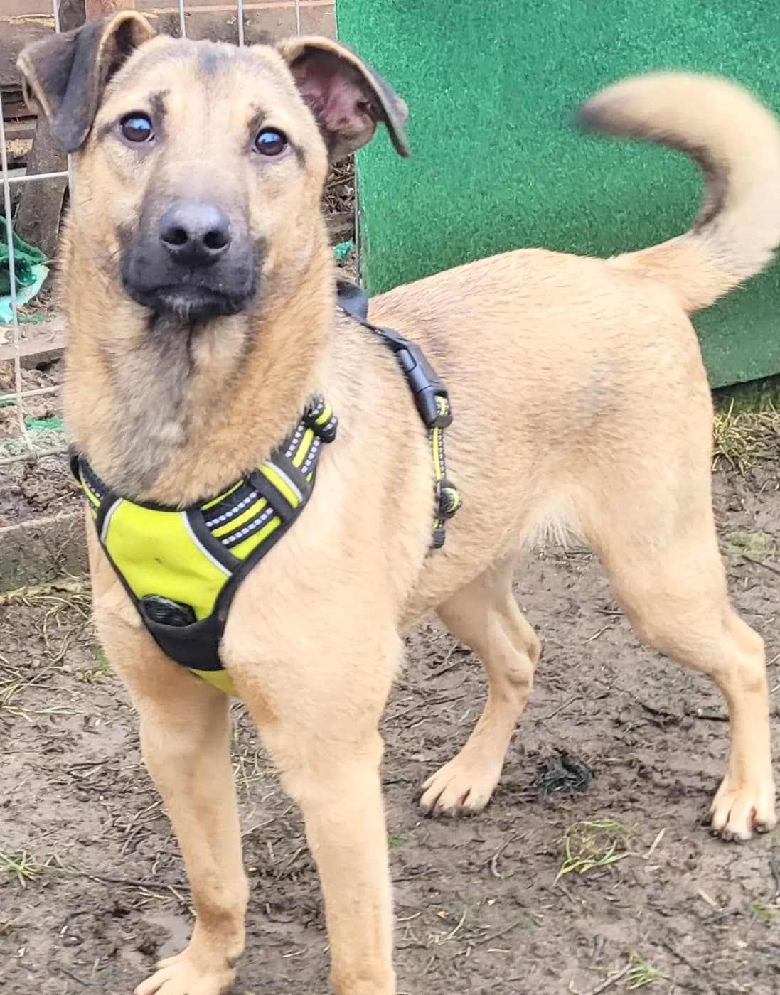 17. Heiko, male puppy Mixed Breed for adoption at Salvate Canes e.V., Alfeld