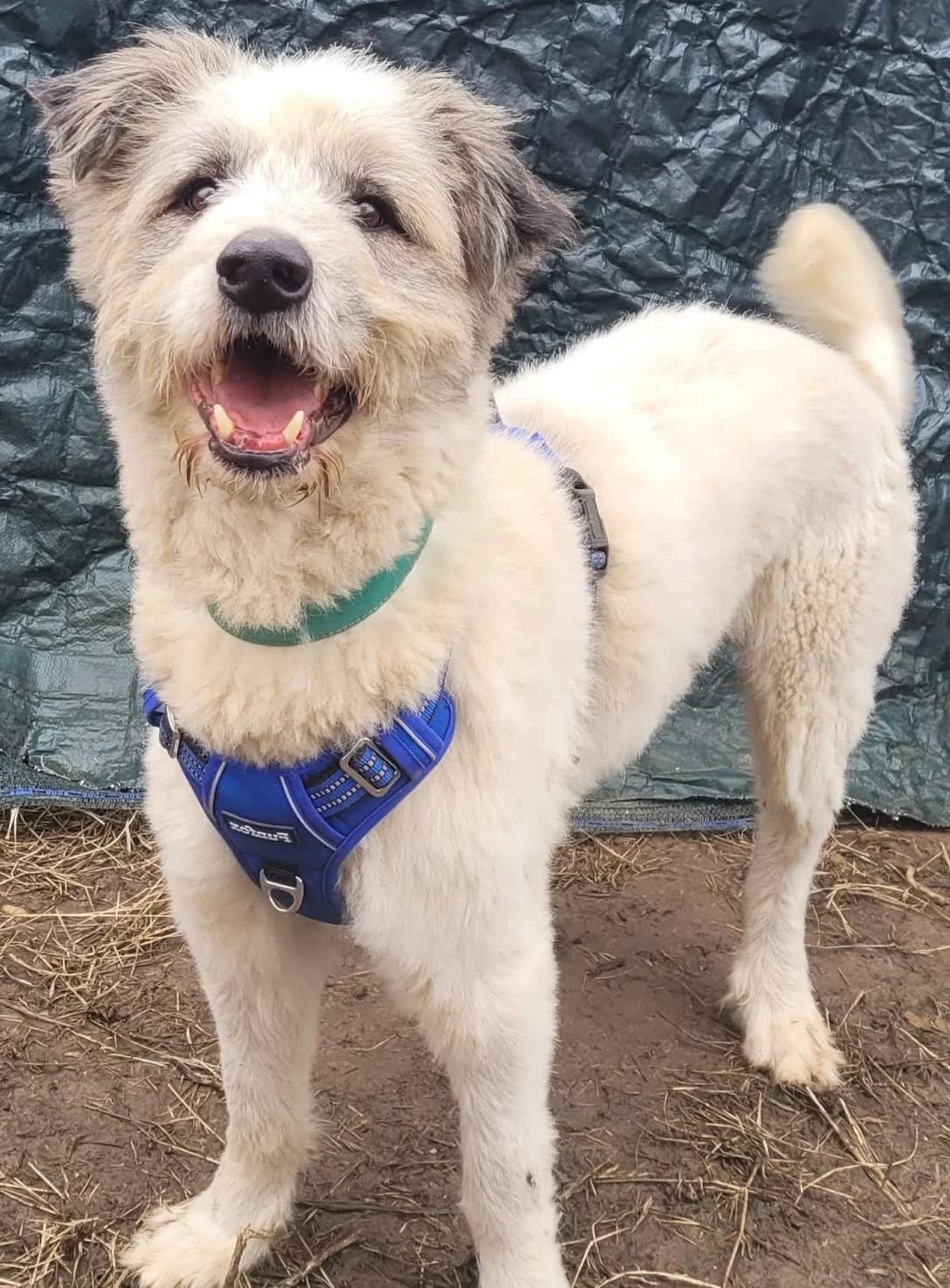 3. Dante – der lustige Opa 🥰, male senior Mixed Breed for adoption at Salvate Canes e.V., Alfeld