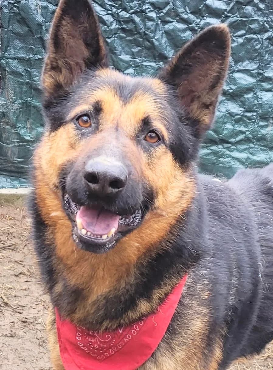 19. Nio ❤️, male 4yo Mixed Breed for adoption at Salvate Canes e.V., Alfeld