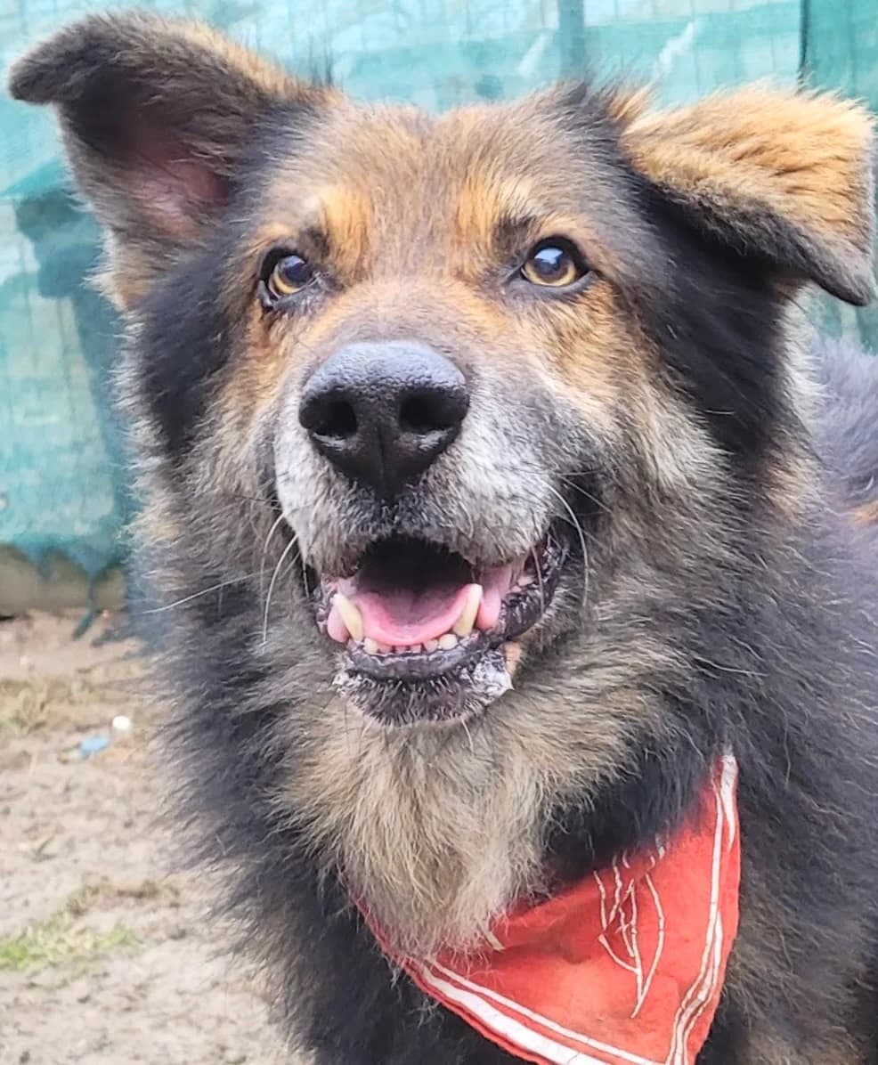 1. Adriel – der Traumhund 💖, male senior Mixed Breed for adoption at Salvate Canes e.V., Alfeld