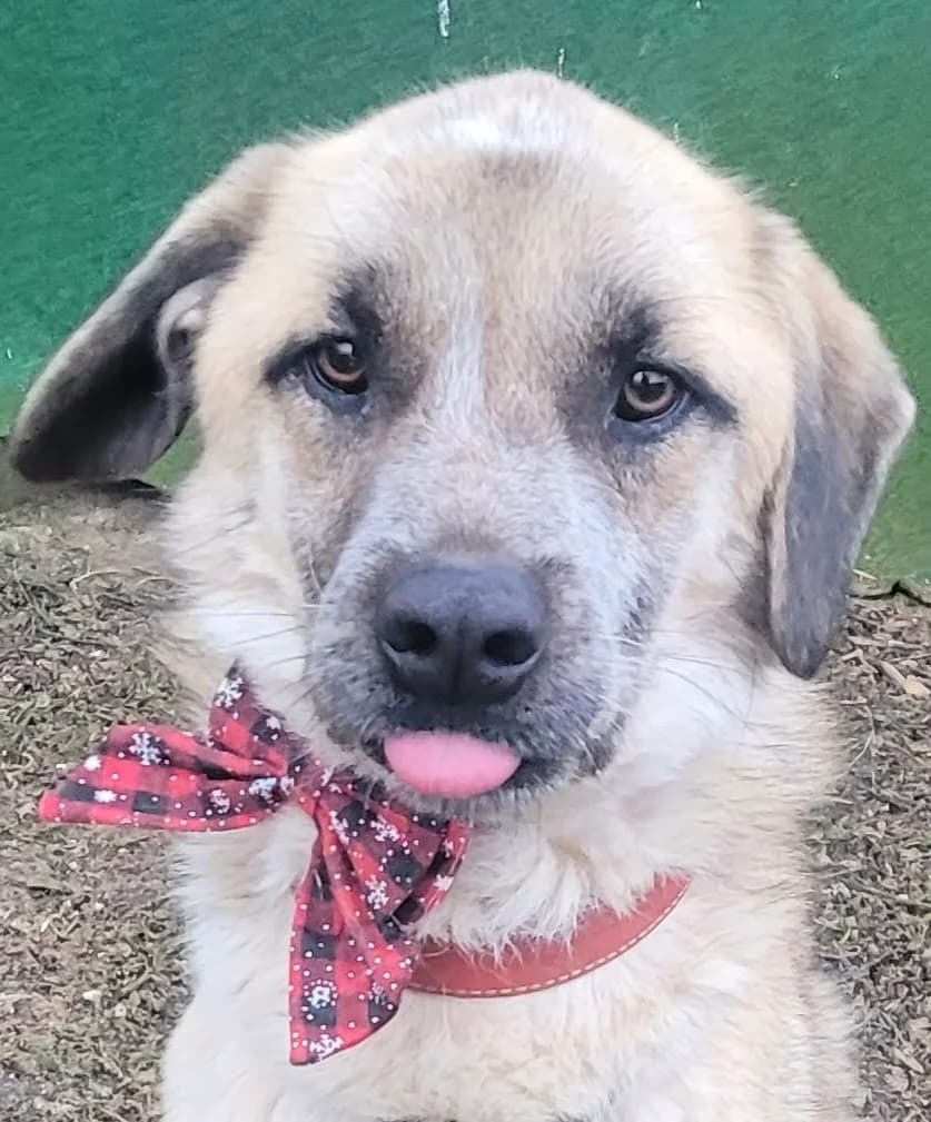 7. Henry, male puppy Mixed Breed for adoption at Salvate Canes e.V., Alfeld