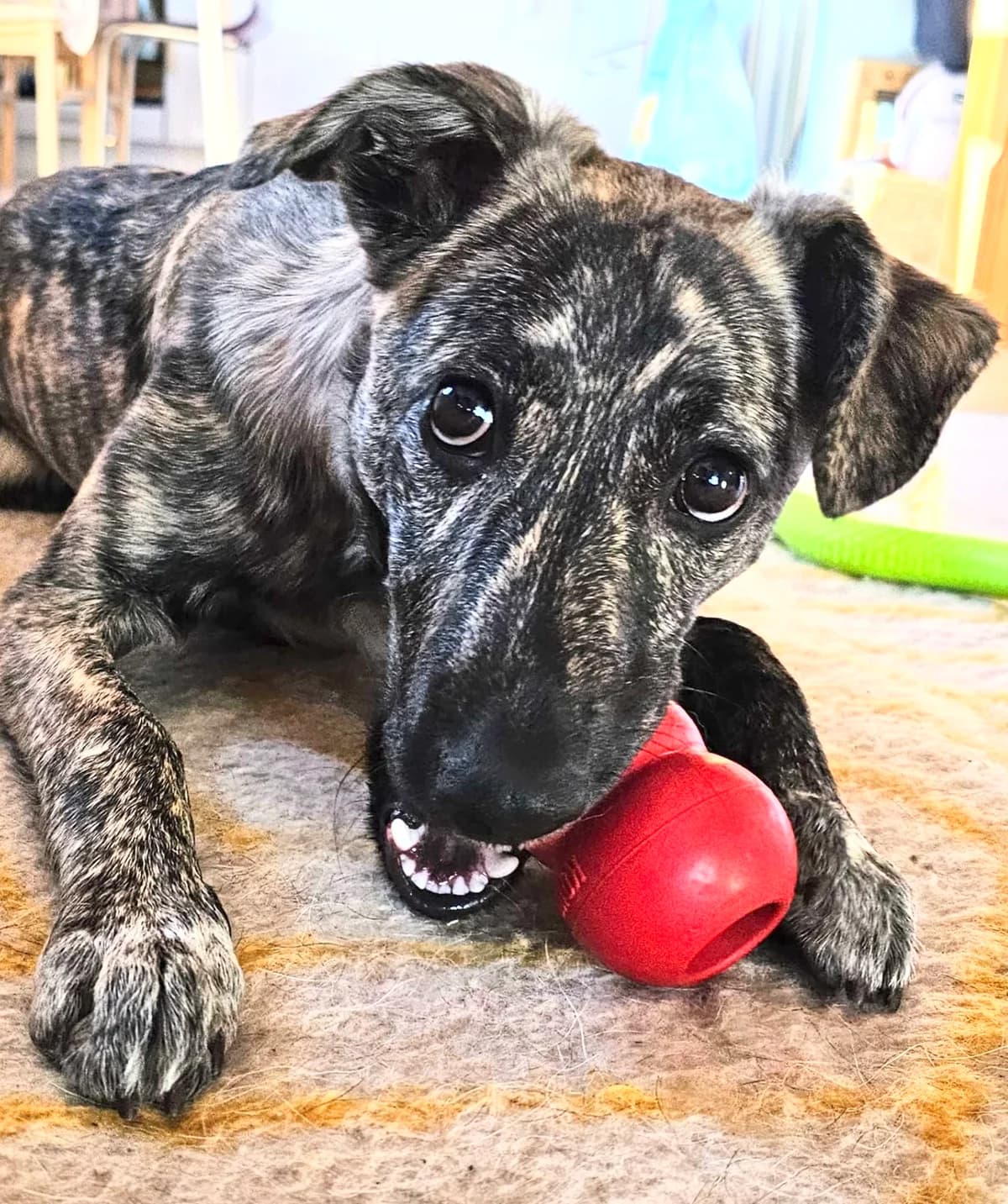 23. Tofu, male puppy Mixed Breed for adoption at Salvate Canes e.V., Alfeld