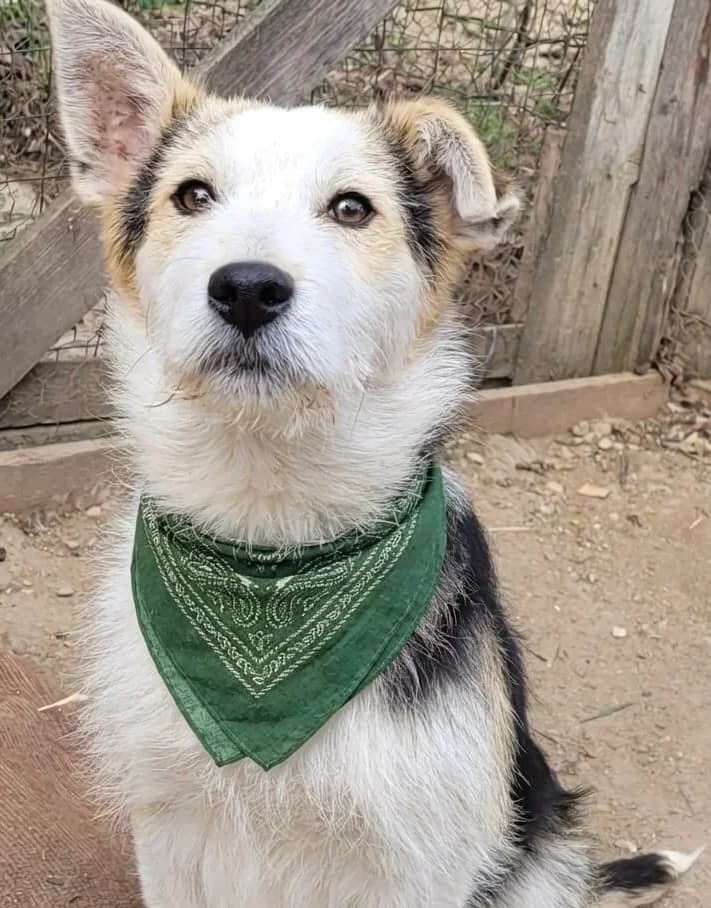 36. James, male puppy Mixed Breed for adoption at Salvate Canes e.V., Alfeld