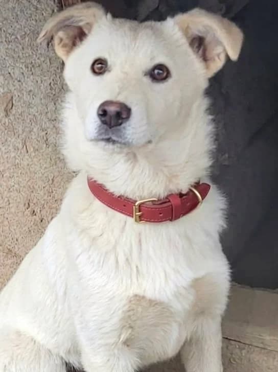 33. Janita, female puppy Mixed Breed for adoption at Salvate Canes e.V., Alfeld