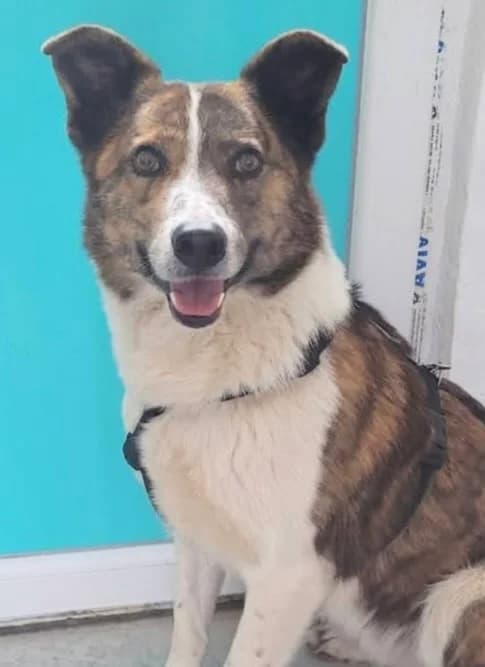 12. Mikkel, male 7yo Mixed Breed for adoption at Salvate Canes e.V., Alfeld