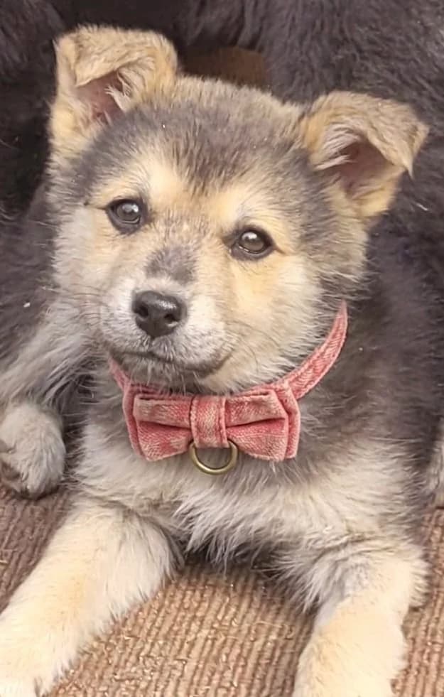 37. Elian, male puppy Mixed Breed for adoption at Salvate Canes e.V., Alfeld