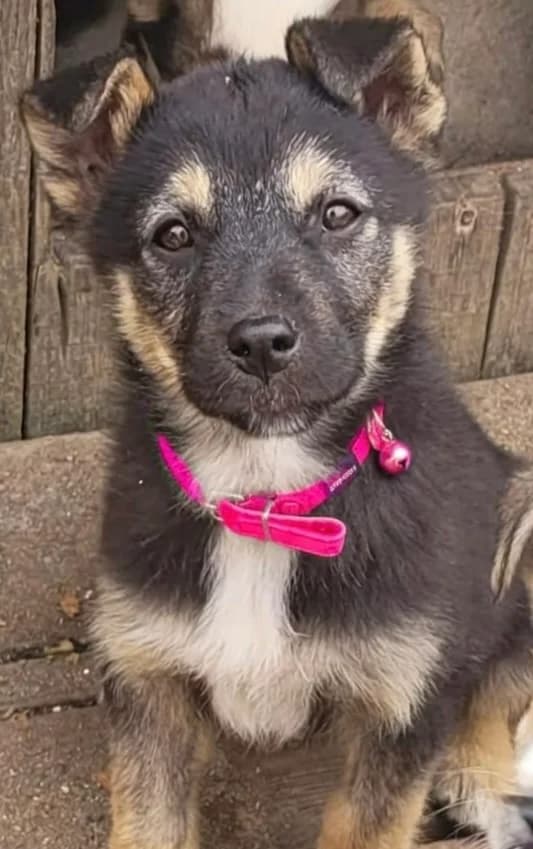 38. Elea, female puppy Mixed Breed for adoption at Salvate Canes e.V., Alfeld