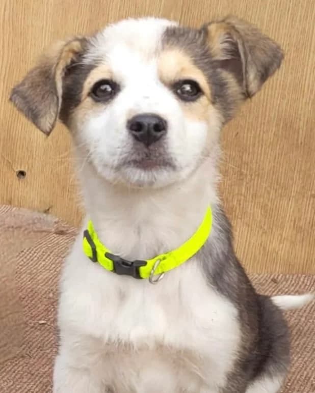39. Eloise, female puppy Mixed Breed for adoption at Salvate Canes e.V., Alfeld