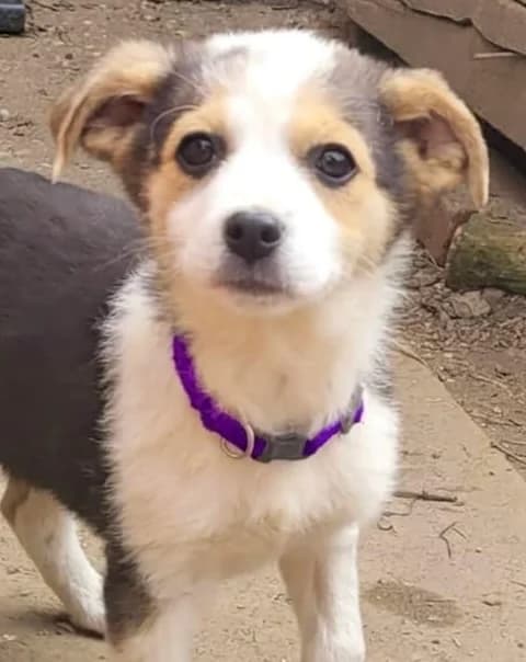 41. Elly, female puppy Mixed Breed for adoption at Salvate Canes e.V., Alfeld
