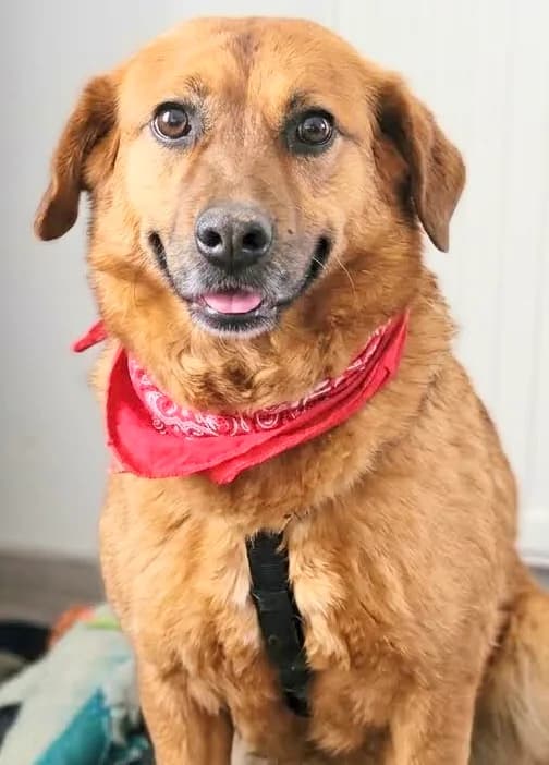 2. Erna, female 6yo Mixed Breed for adoption at Salvate Canes e.V., Alfeld