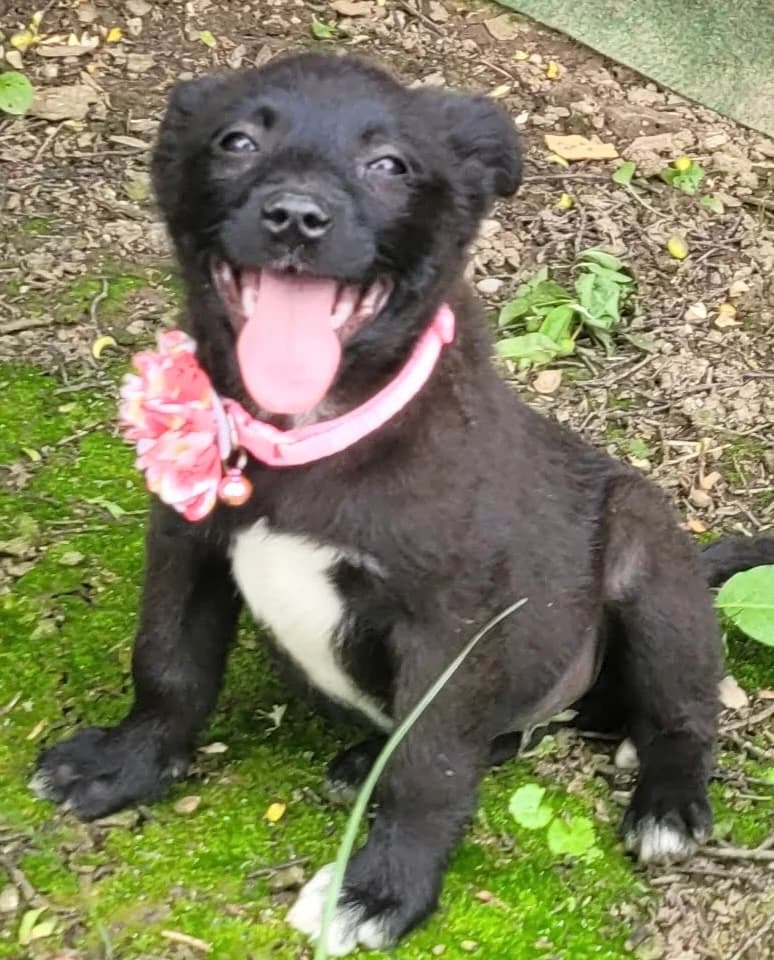 14. Hedda, female puppy Mixed Breed for adoption at Salvate Canes e.V., Alfeld