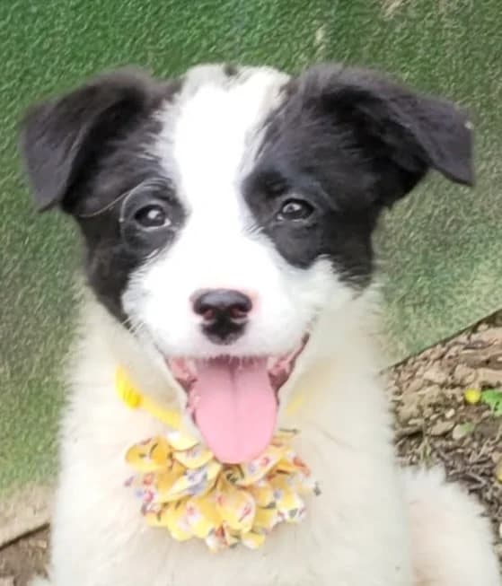15. Hanni, female puppy Mixed Breed for adoption at Salvate Canes e.V., Alfeld