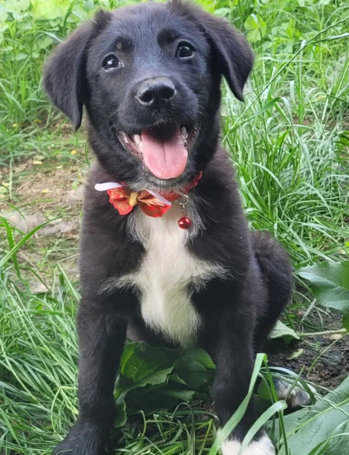 16. Hilla, female puppy Mixed Breed for adoption at Salvate Canes e.V., Alfeld