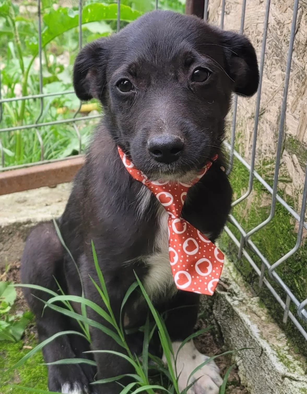 17. Hutsch, male puppy Mixed Breed for adoption at Salvate Canes e.V., Alfeld