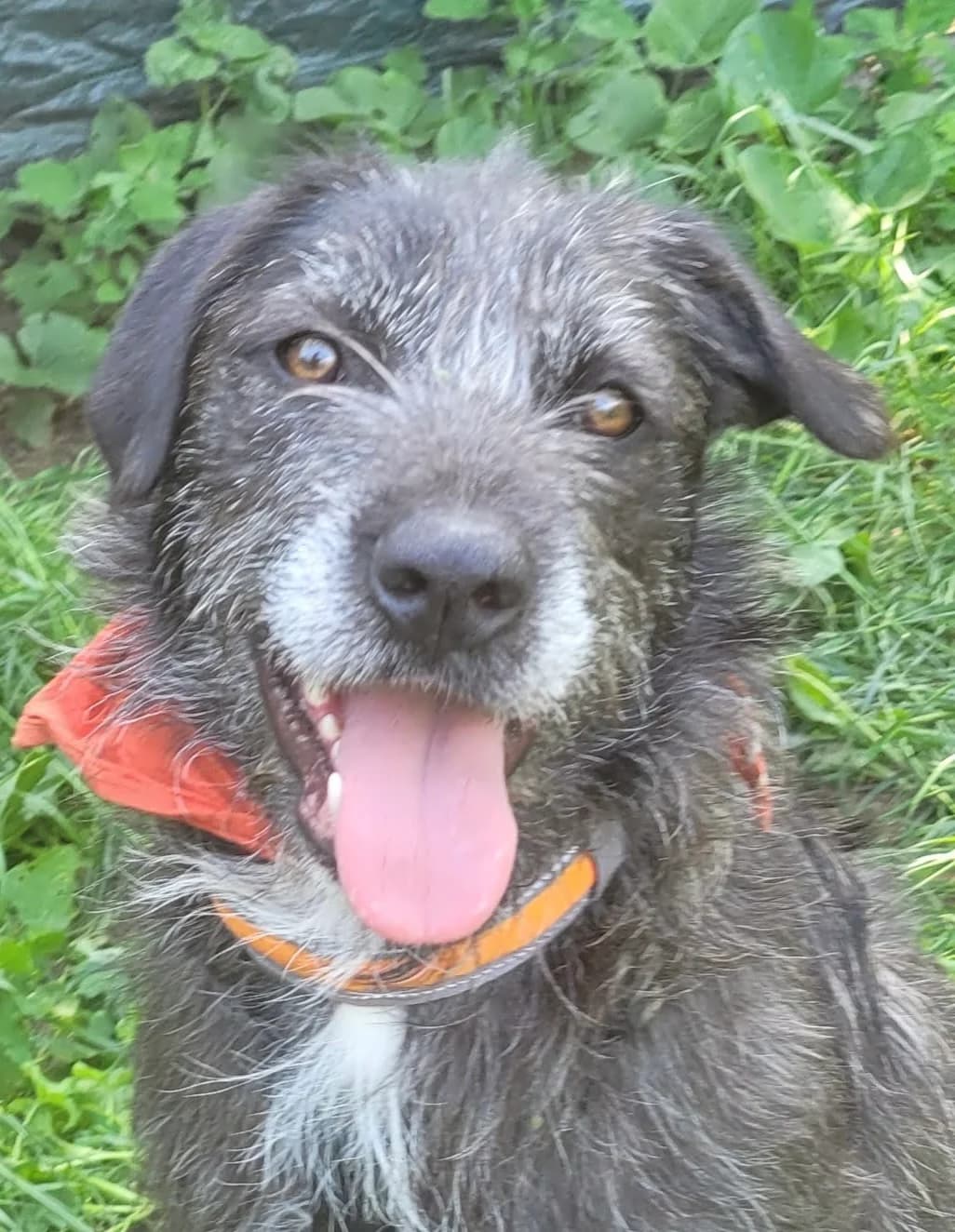 22. Leah, female young Mixed Breed for adoption at Salvate Canes e.V., Alfeld