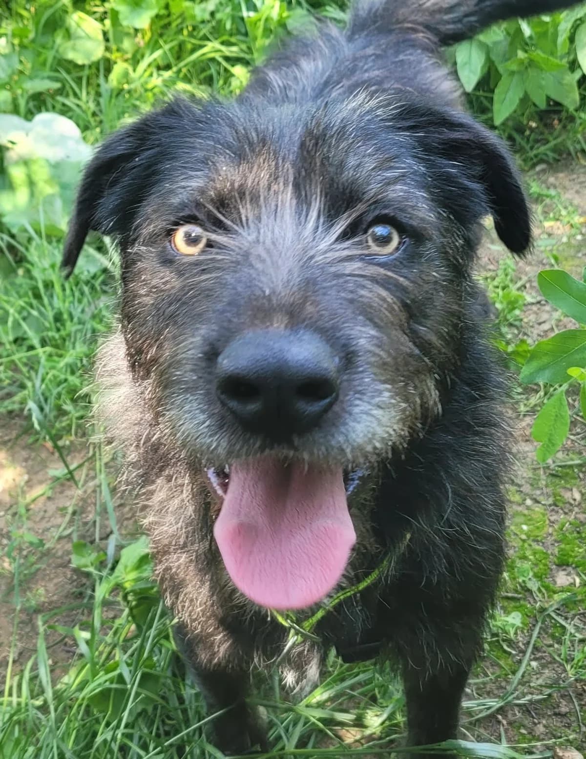 23. Luk, male young Mixed Breed for adoption at Salvate Canes e.V., Alfeld