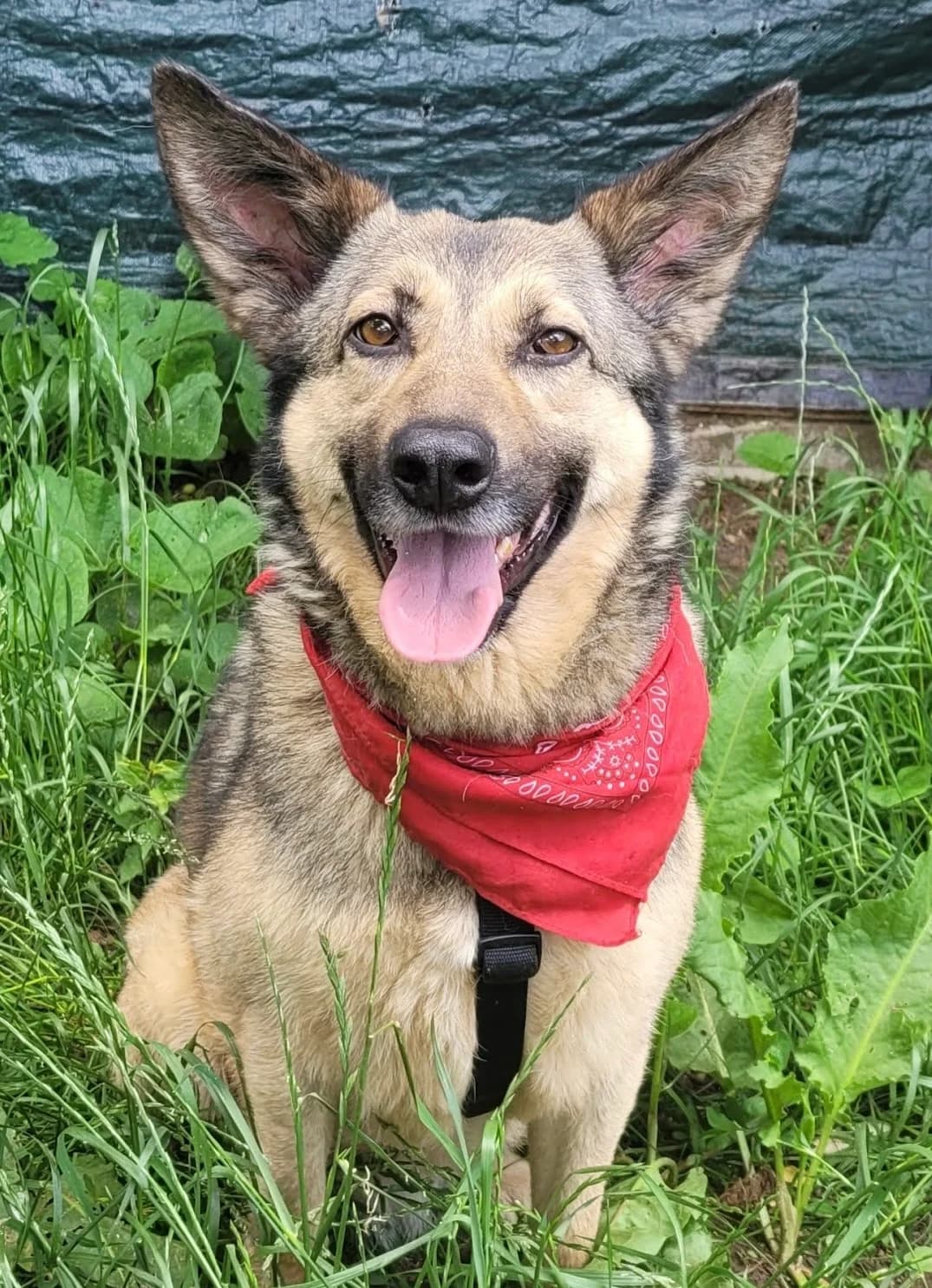 24. Martha, female 4yo Mixed Breed for adoption at Salvate Canes e.V., Alfeld