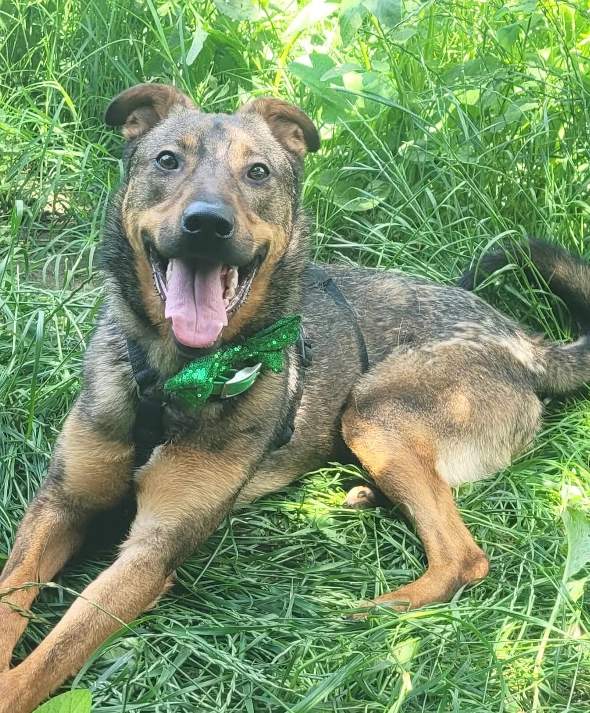 25. Marco, male puppy Mixed Breed for adoption at Salvate Canes e.V., Alfeld