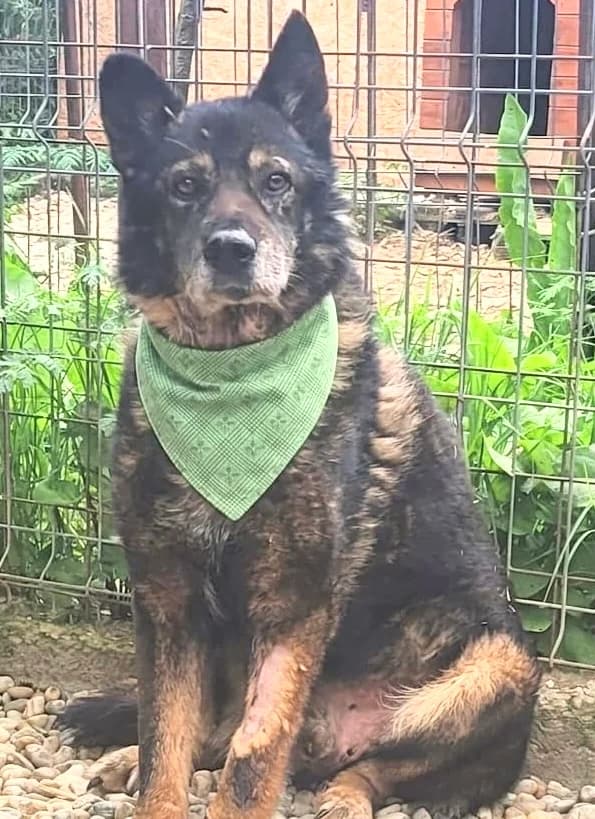 18. Virgil 💝, male senior Mixed Breed for adoption at Salvate Canes e.V., Alfeld