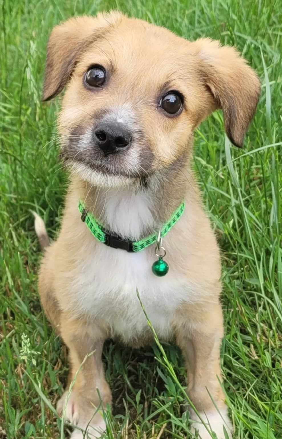 4. Pipp, male puppy Mixed Breed for adoption at Salvate Canes e.V., Alfeld
