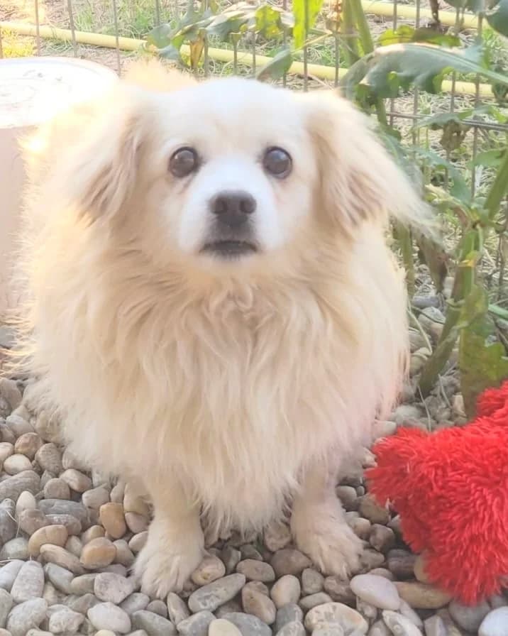 5. Mormo, male senior Mixed Breed for adoption at Salvate Canes e.V., Alfeld