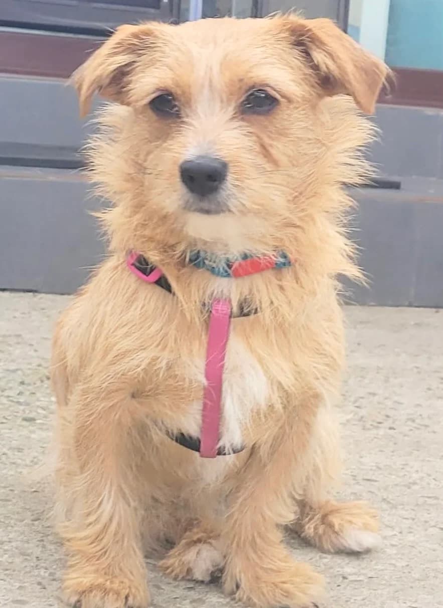 6. Naya, female puppy Mixed Breed for adoption at Salvate Canes e.V., Alfeld