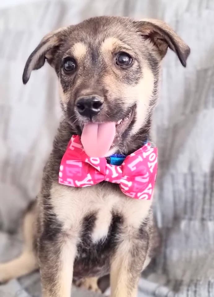 29. Justin, male puppy Mixed Breed for adoption at Salvate Canes e.V., Alfeld
