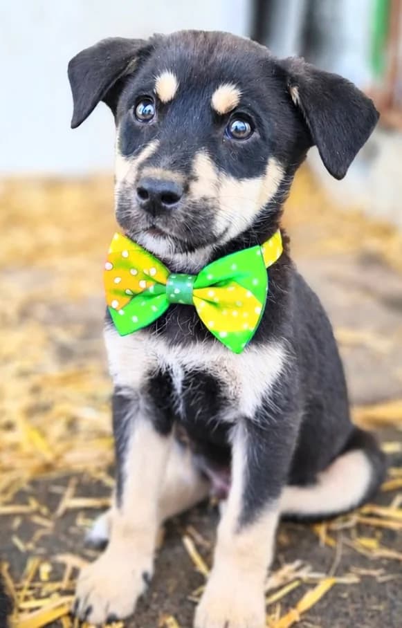 30. Juri, male puppy Mixed Breed for adoption at Salvate Canes e.V., Alfeld