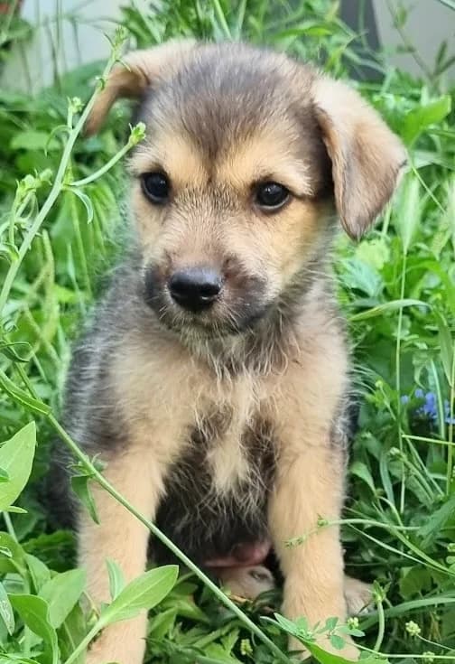 31. Jarek, male puppy Mixed Breed for adoption at Salvate Canes e.V., Alfeld