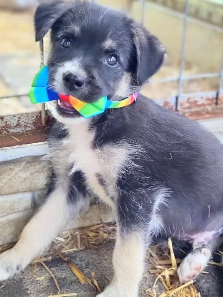 32. Julian, male puppy Mixed Breed for adoption at Salvate Canes e.V., Alfeld