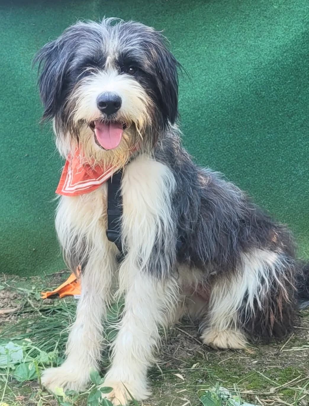 2. Caroline, female young Mixed Breed for adoption at Salvate Canes e.V., Alfeld