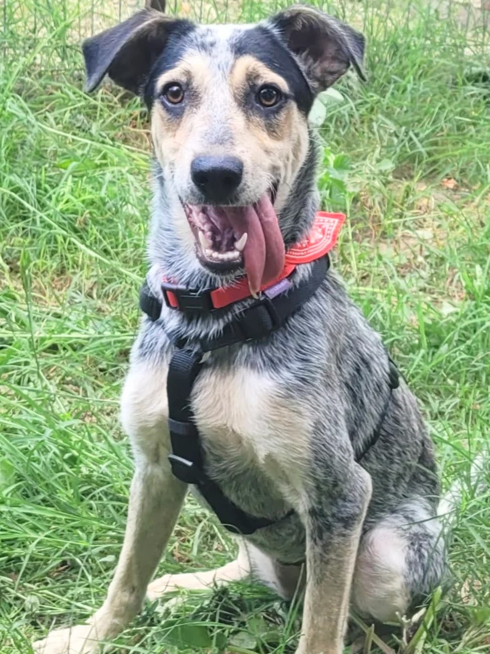 3. Mirella, female puppy Mixed Breed for adoption at Salvate Canes e.V., Alfeld