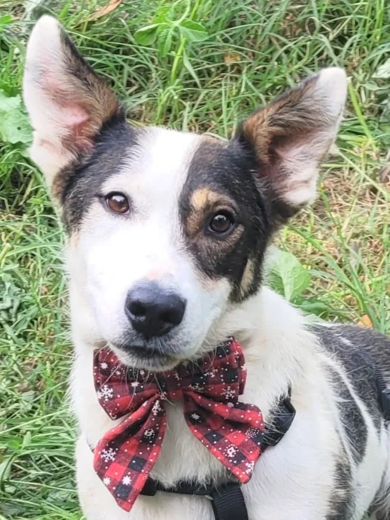 4. Mercy, female Mixed Breed for adoption at Salvate Canes e.V., Alfeld