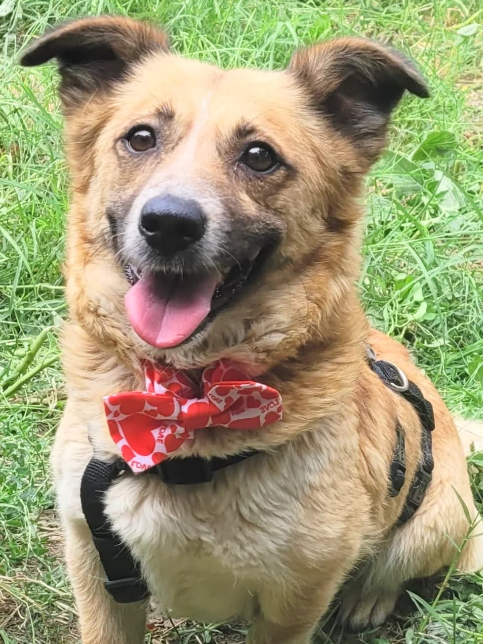 9. Olie, female 3yo Mixed Breed for adoption at Salvate Canes e.V., Alfeld