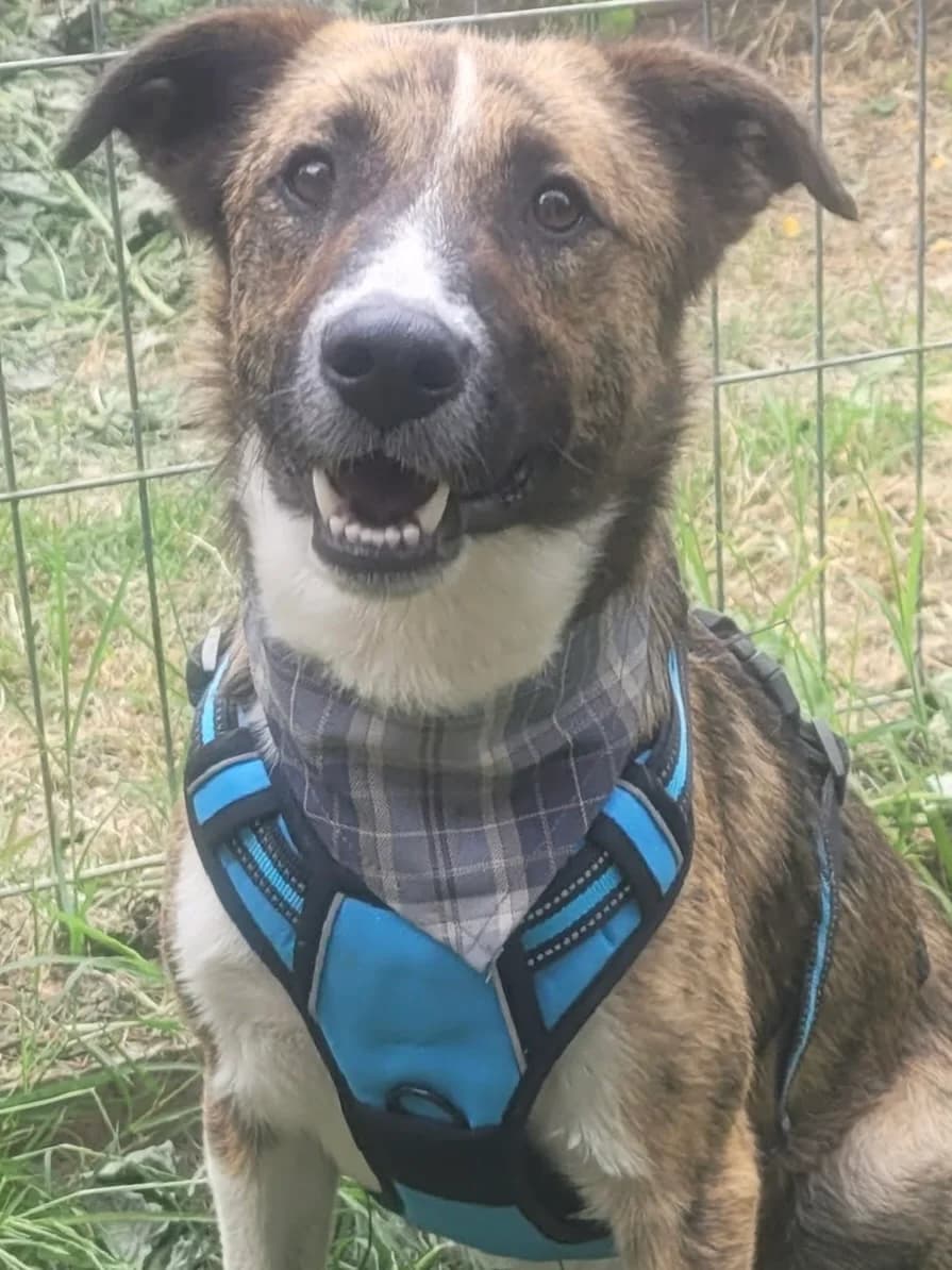 10. Fitz, male puppy Mixed Breed for adoption at Salvate Canes e.V., Alfeld