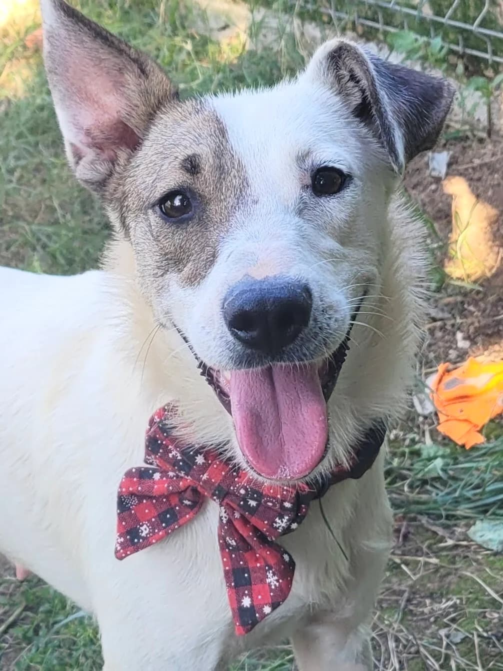 11. Gemma, female young Mixed Breed for adoption at Salvate Canes e.V., Alfeld