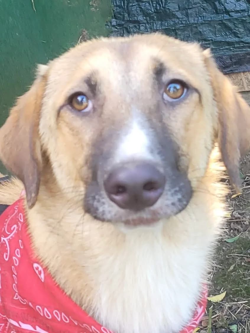 14. Filippa, female puppy Mixed Breed for adoption at Salvate Canes e.V., Alfeld