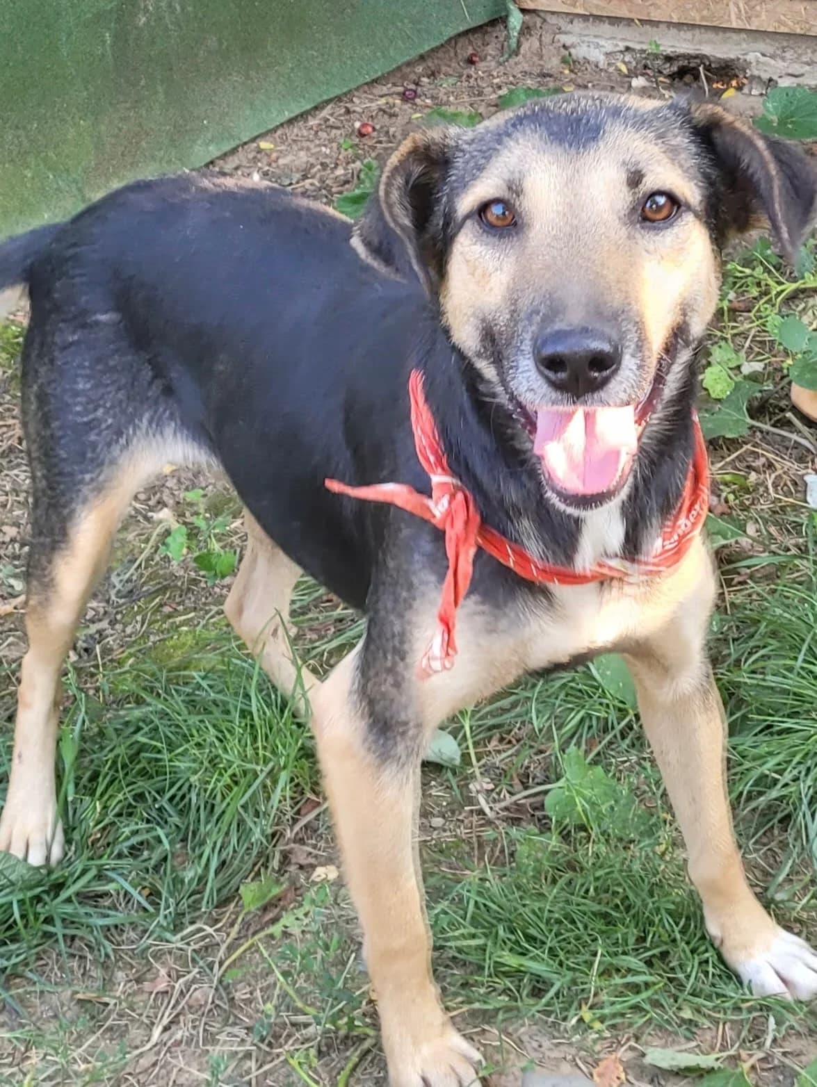 15. Tea, female 3yo Mixed Breed for adoption at Salvate Canes e.V., Alfeld