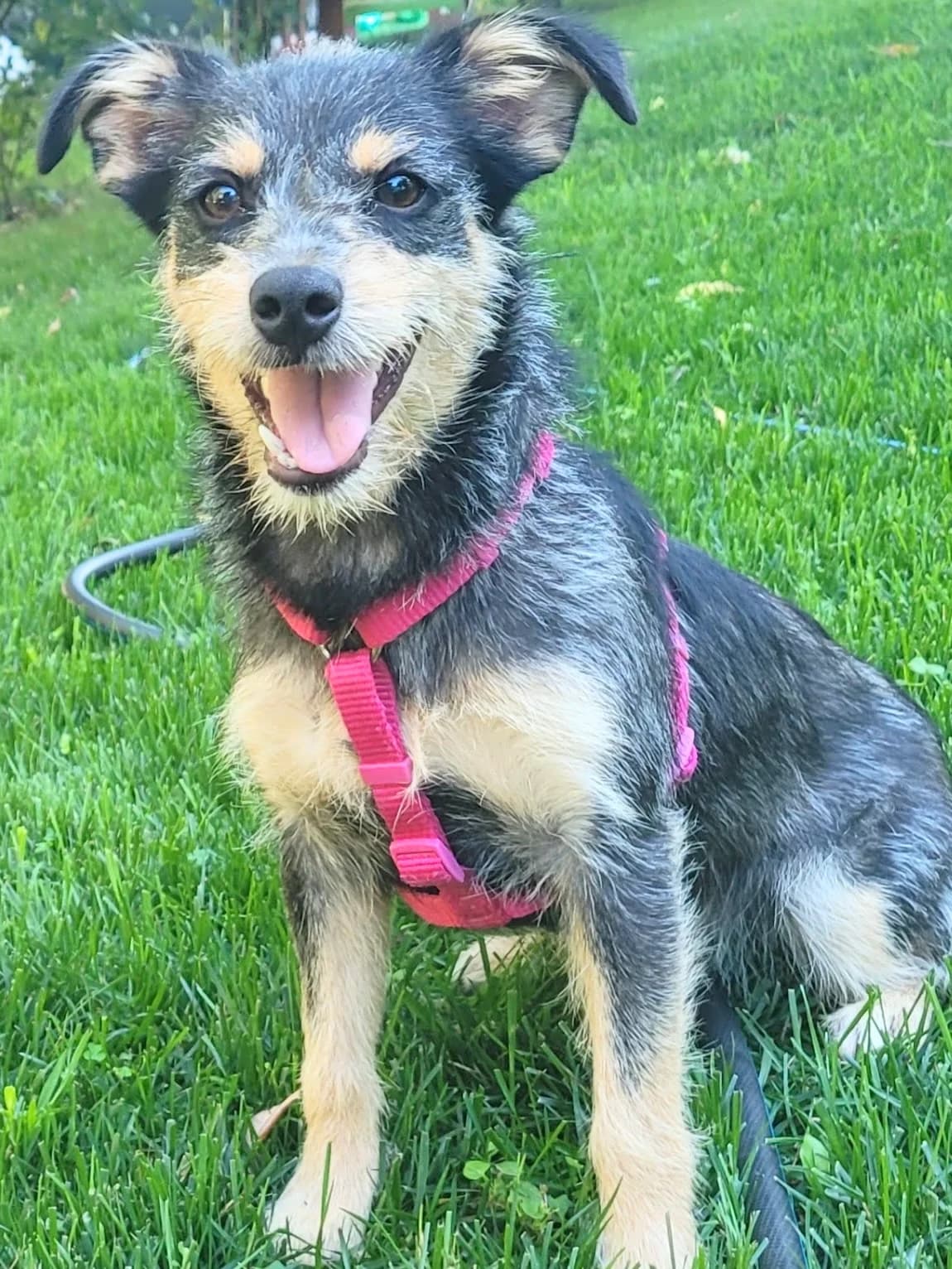 16, female puppy Mixed Breed for adoption at Salvate Canes e.V., Alfeld