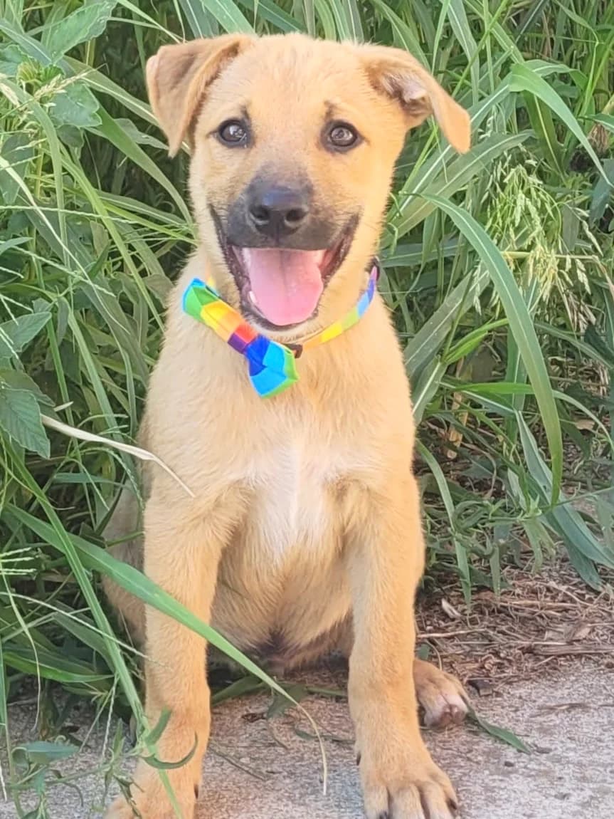 33. Gero, male puppy Mixed Breed for adoption at Salvate Canes e.V., Alfeld