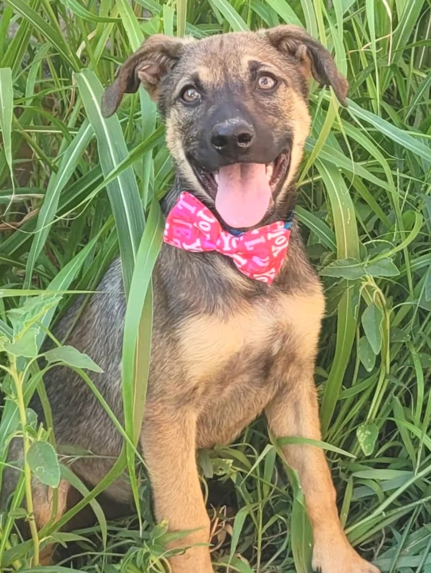 34. Gilla, female puppy Mixed Breed for adoption at Salvate Canes e.V., Alfeld