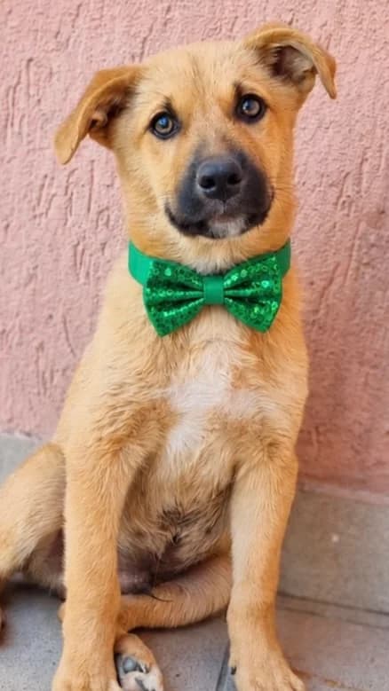 35. Goofy, male puppy Mixed Breed for adoption at Salvate Canes e.V., Alfeld