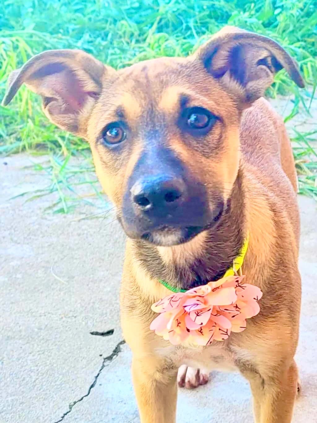 36. Gianna, female puppy Mixed Breed for adoption at Salvate Canes e.V., Alfeld