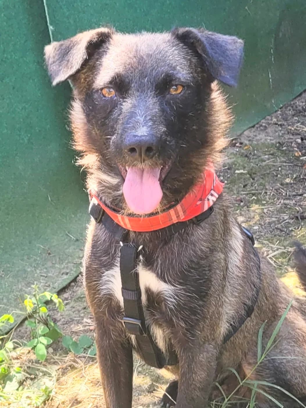 6. Prya, female young Mixed Breed for adoption at Salvate Canes e.V., Alfeld