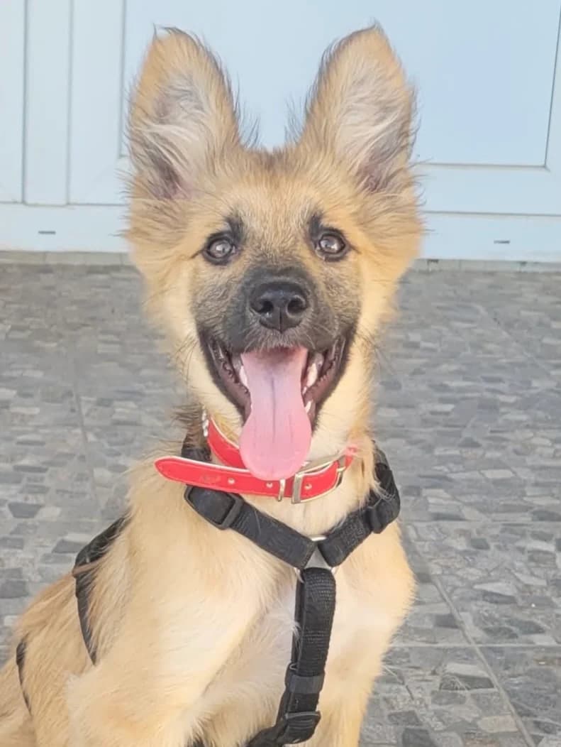 20. Anny, female puppy Mixed Breed for adoption at Salvate Canes e.V., Alfeld