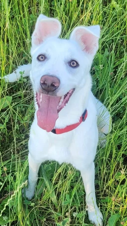 24. Blyss, female puppy Mixed Breed for adoption at Salvate Canes e.V., Alfeld